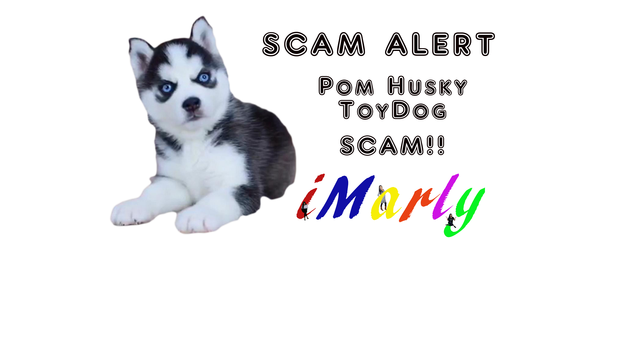 realistic husky pomsky toy