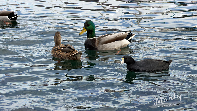 Lake Mead Marina. Boats, fish and ducks